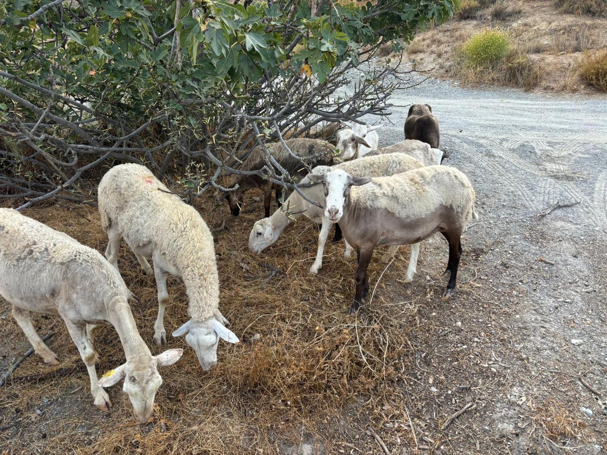 Cortijo La Vista Βίλα Orgiva Εξωτερικό φωτογραφία